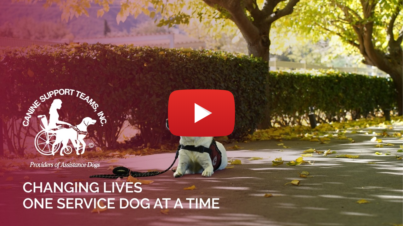 Canine Support Teams: Transforming Lives Through Service Dogs
